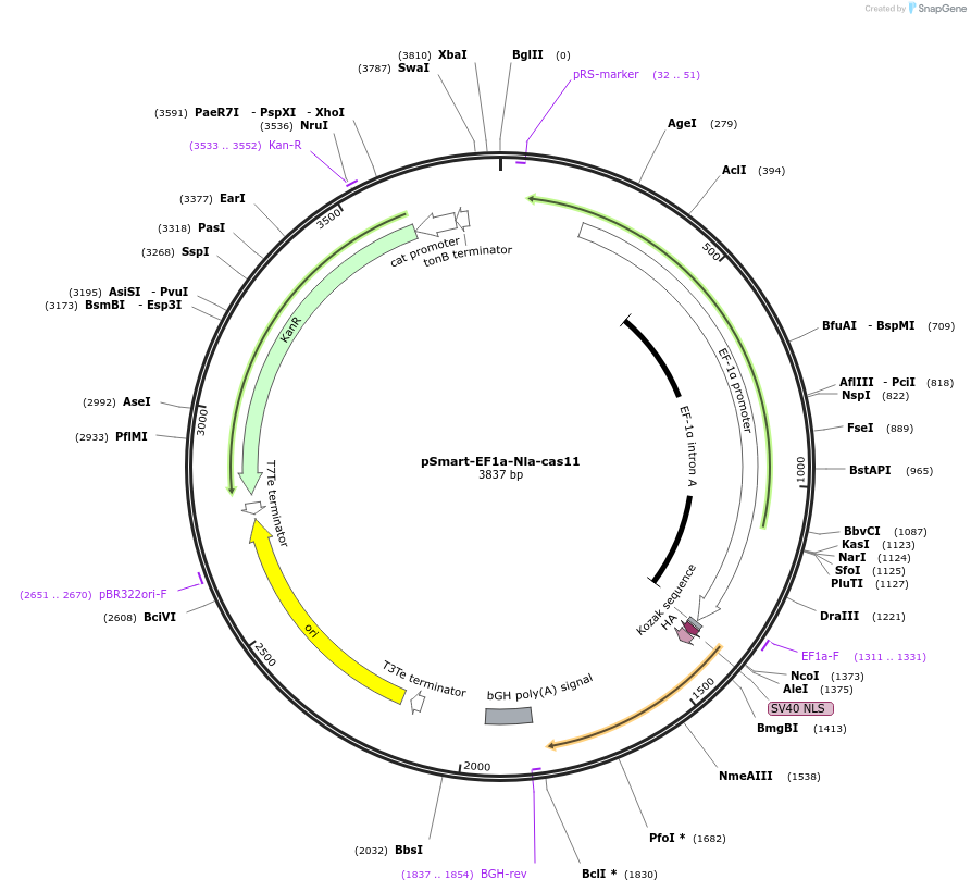 178882-plasmid-map-sequence-id-351753