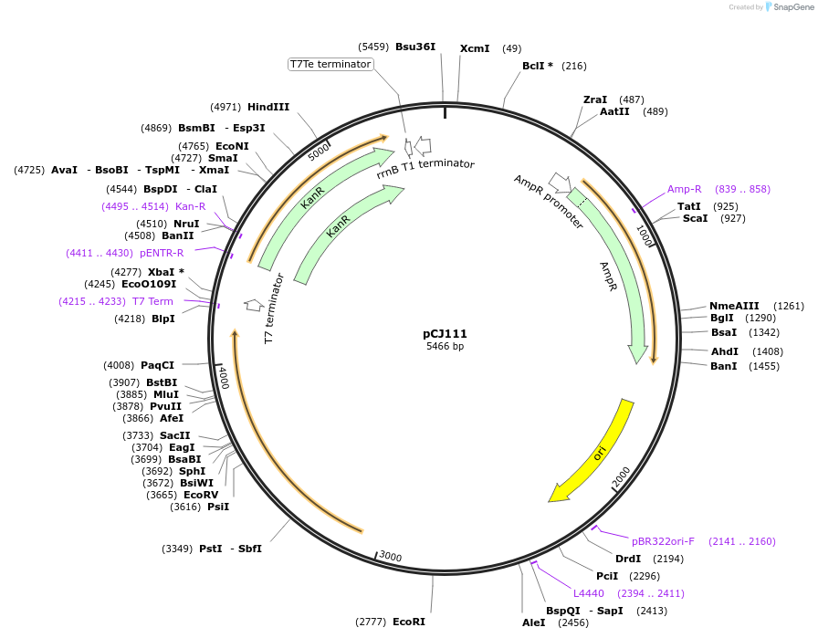 175052-plasmid-map-sequence-id-351757
