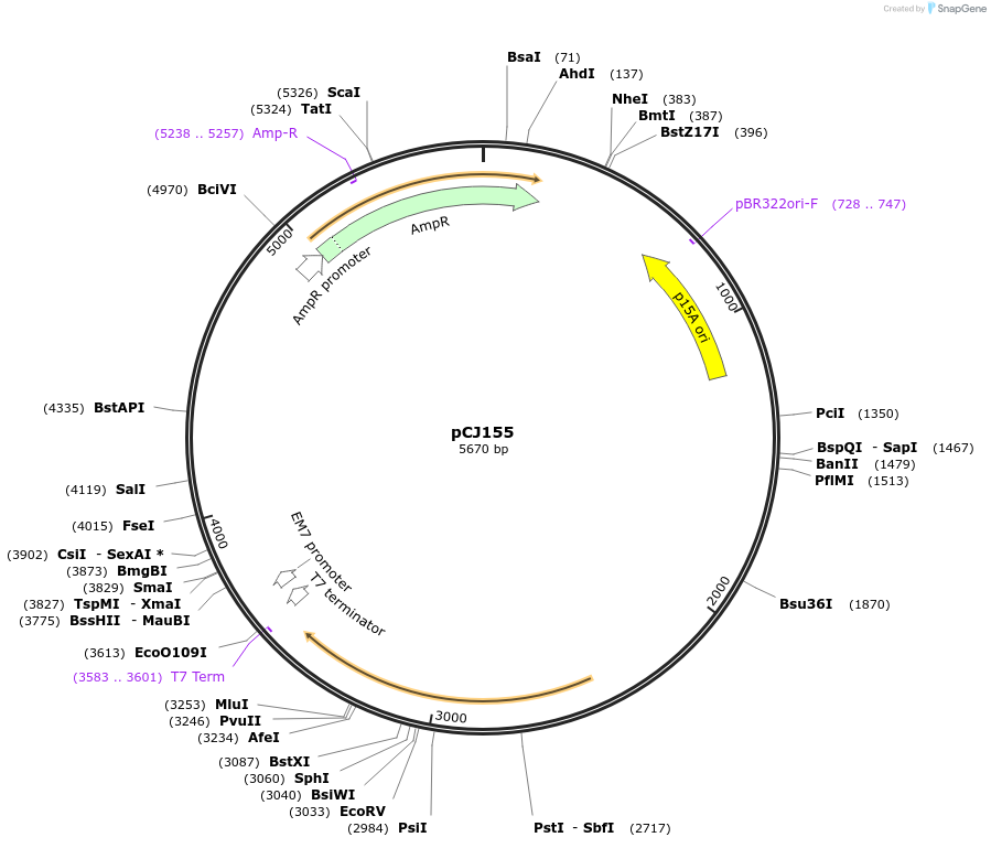 175054-plasmid-map-sequence-id-351759