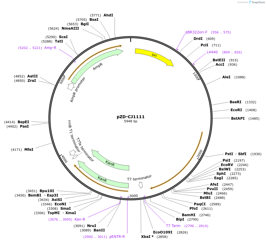 175058-plasmid-map-sequence-id-351762