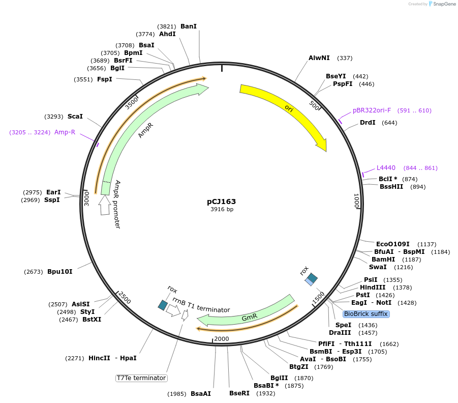 175056-plasmid-map-sequence-id-351764