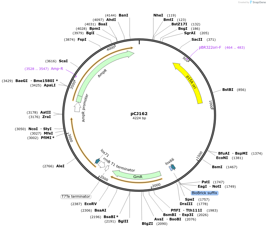 175055-plasmid-map-sequence-id-351767