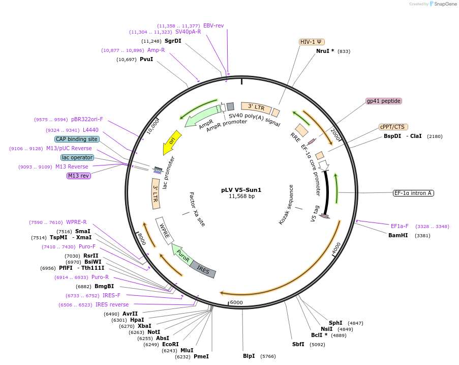 175113-plasmid-map-sequence-id-351771