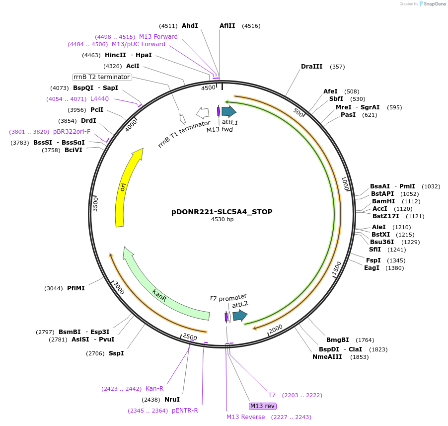 161336-plasmid-map-sequence-id-351776