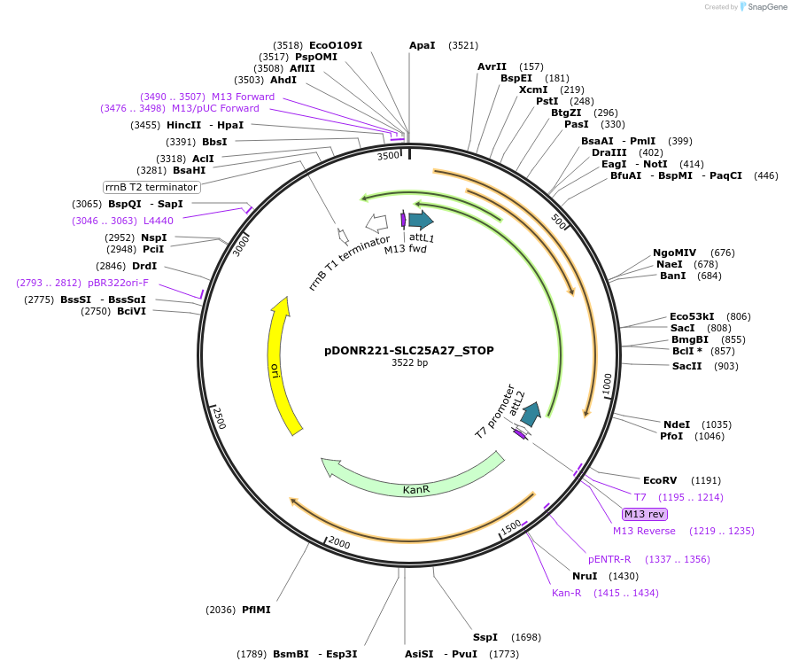 161170-plasmid-map-sequence-id-351782