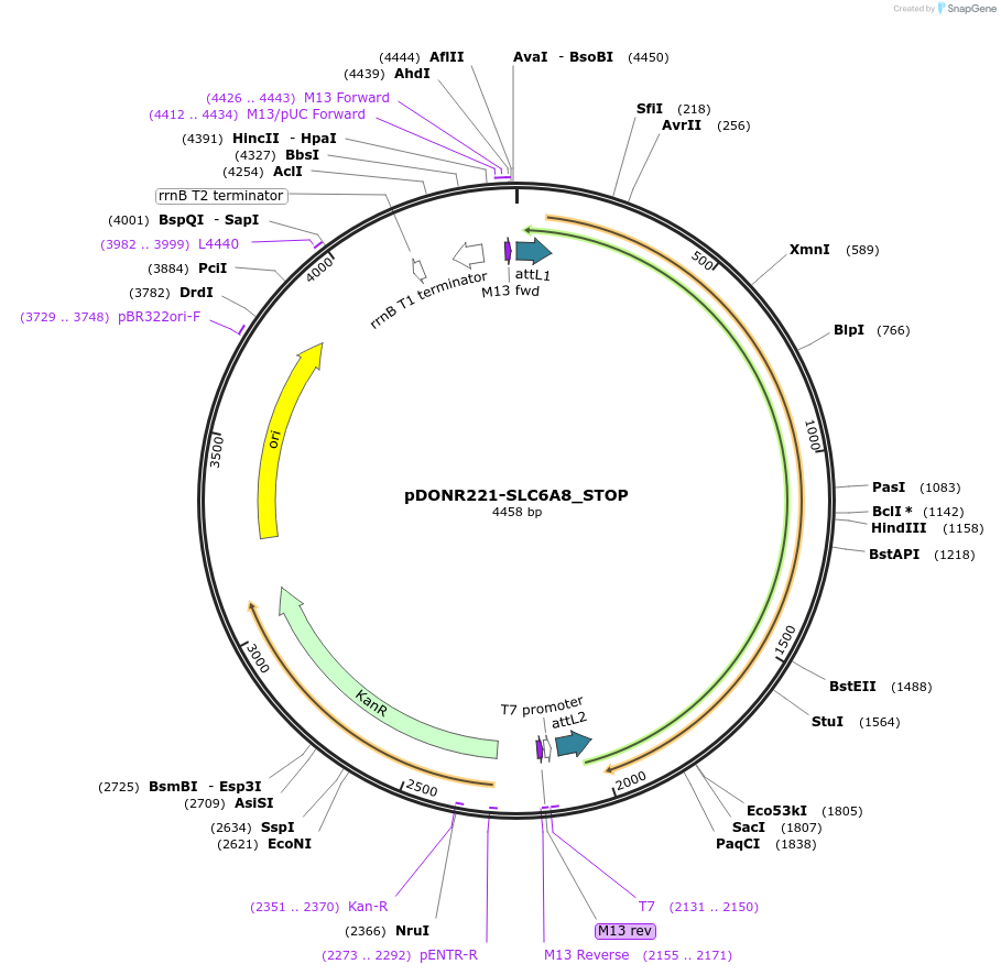 161081-plasmid-map-sequence-id-351783