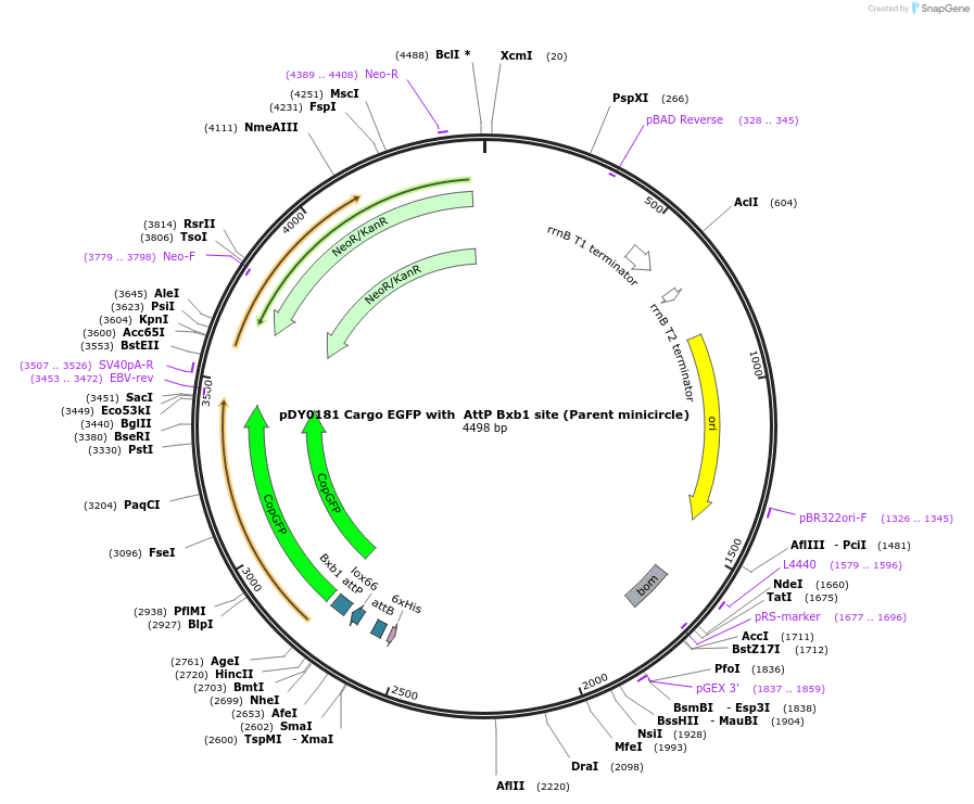 179115-plasmid-map-sequence-id-351786