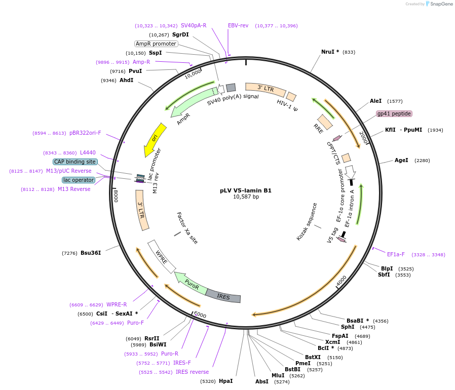 175108-plasmid-map-sequence-id-351795