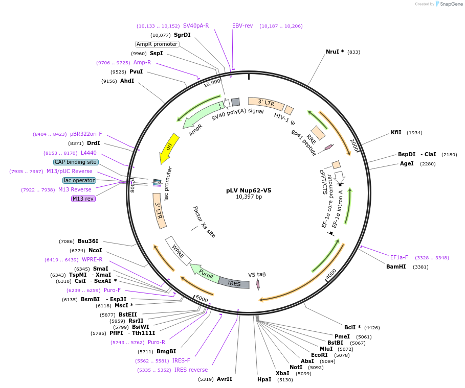 175116-plasmid-map-sequence-id-351797