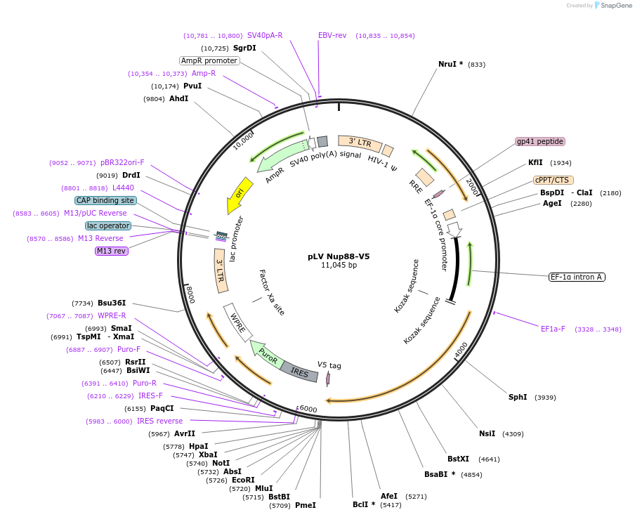 175117-plasmid-map-sequence-id-351804