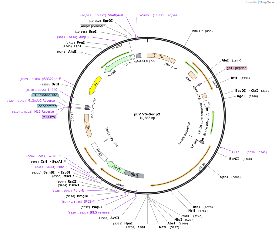175118-plasmid-map-sequence-id-351807