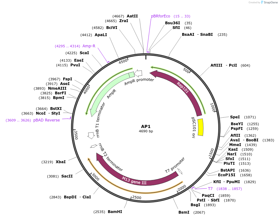 179678-plasmid-map-sequence-id-351810