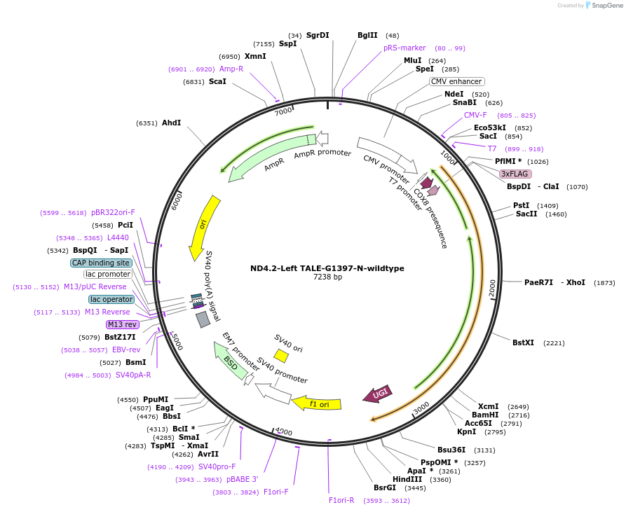 179684-plasmid-map-sequence-id-351813