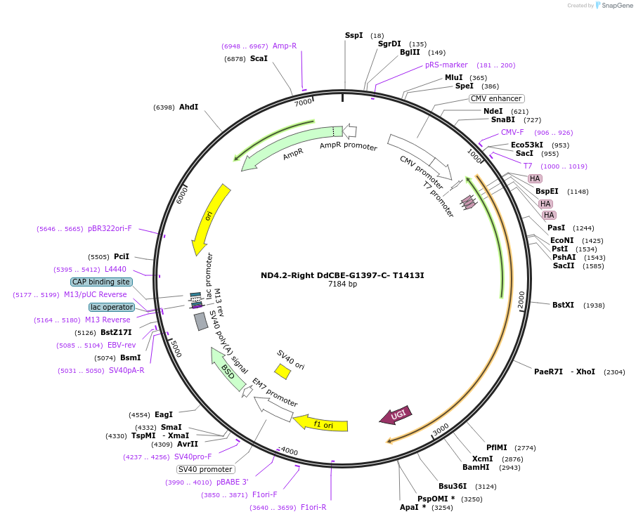 179685-plasmid-map-sequence-id-351814