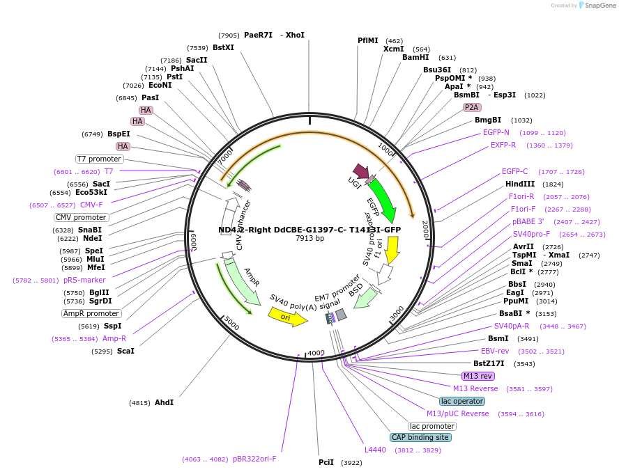 179686-plasmid-map-sequence-id-351815