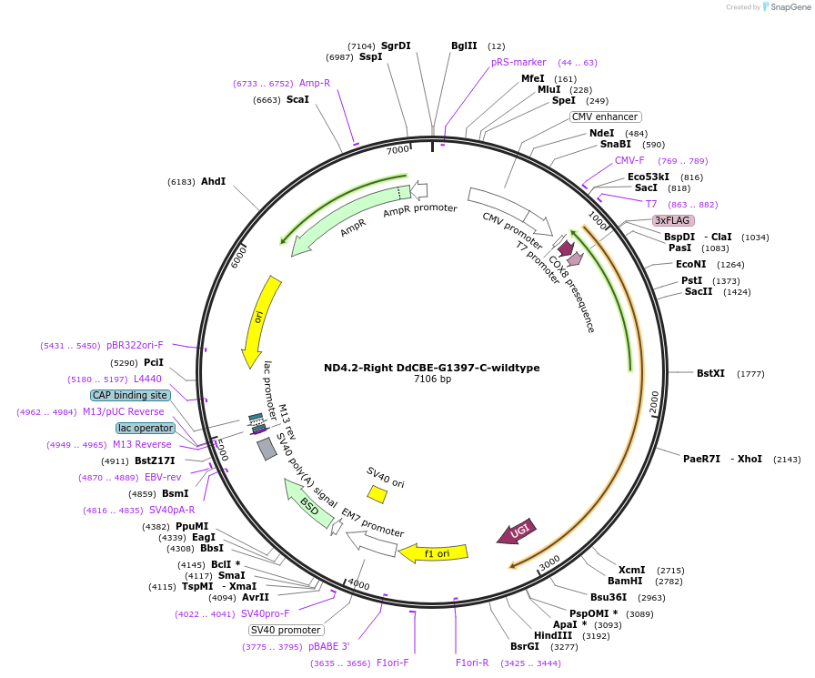 179687-plasmid-map-sequence-id-351817