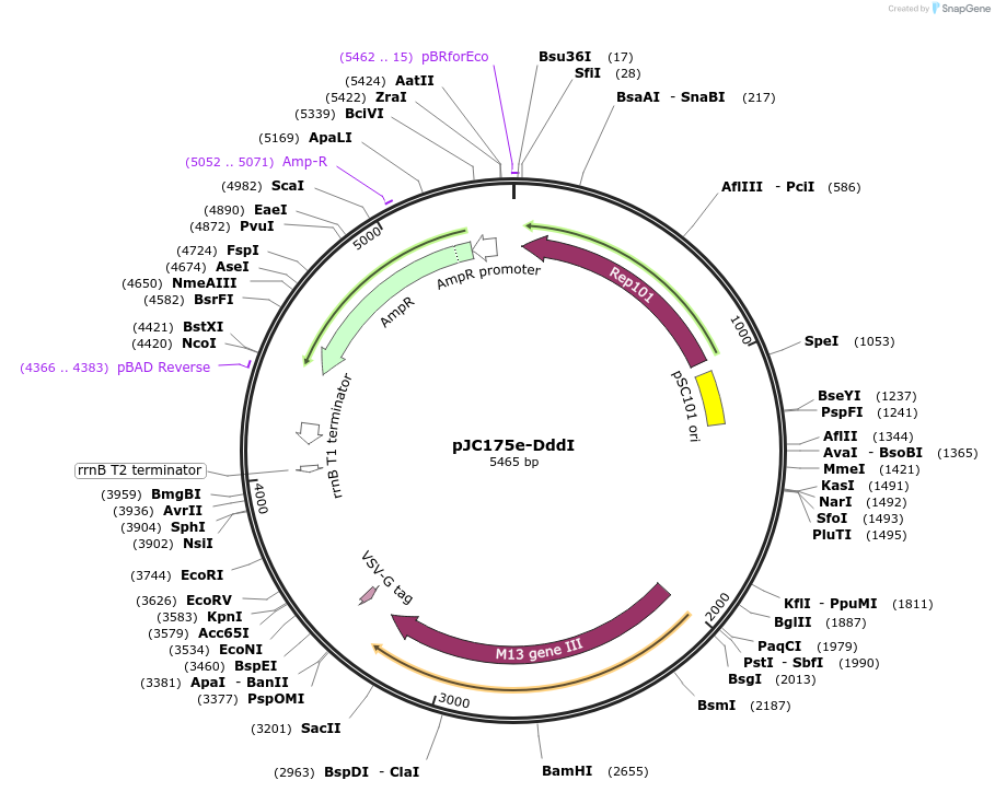 179693-plasmid-map-sequence-id-351818