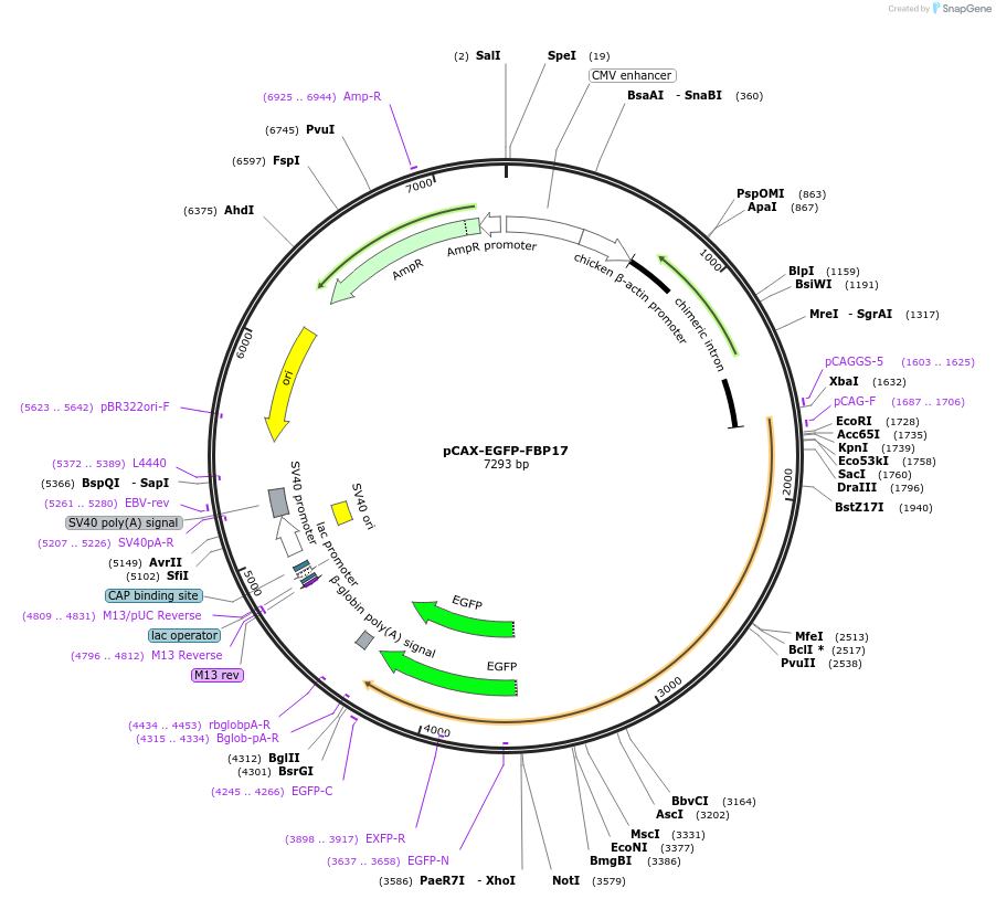 178365-plasmid-map-sequence-id-351834