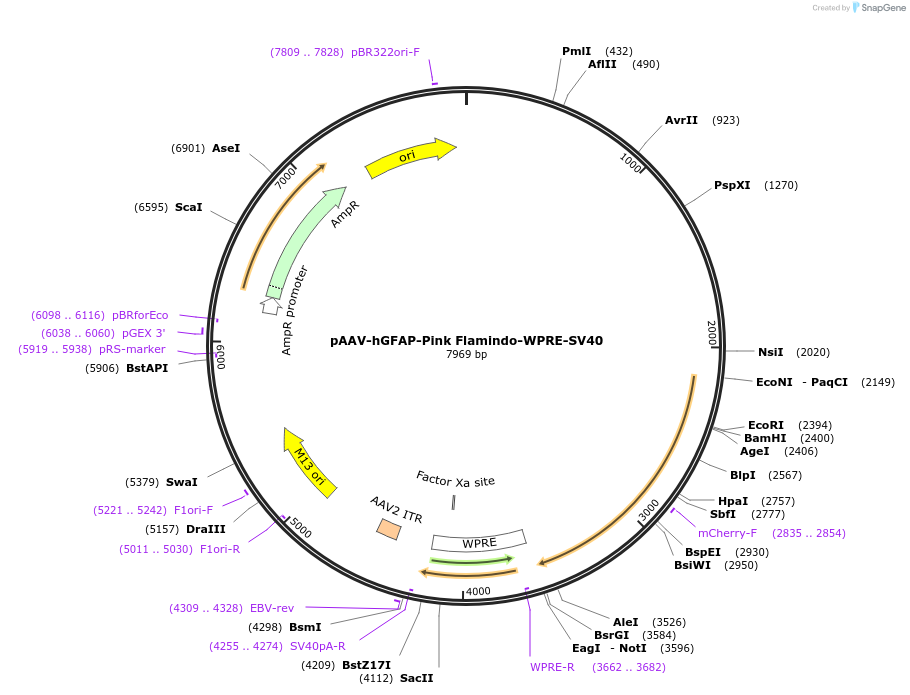 178790-plasmid-map-sequence-id-351916