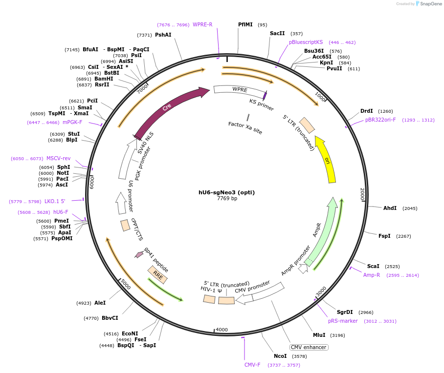 177242-plasmid-map-sequence-id-351919