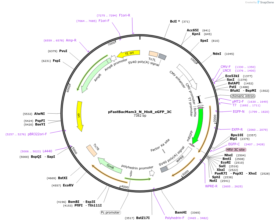 178807-plasmid-map-sequence-id-351924