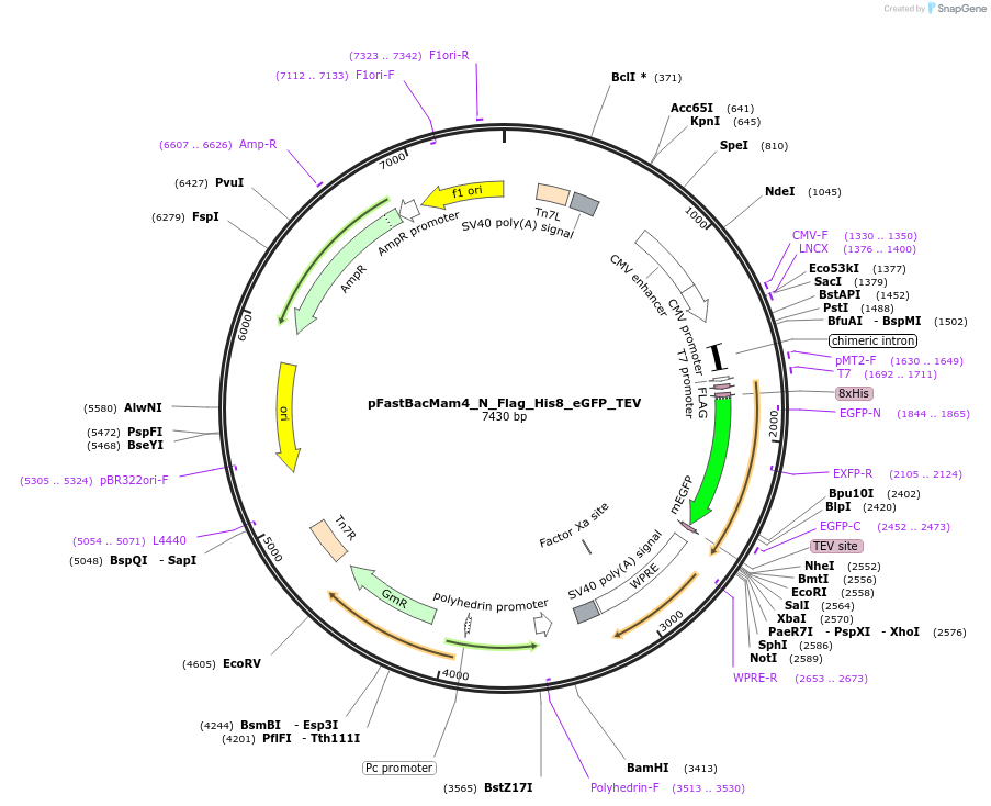 178808-plasmid-map-sequence-id-351925