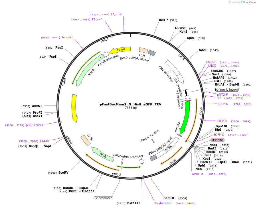 178806-plasmid-map-sequence-id-351928