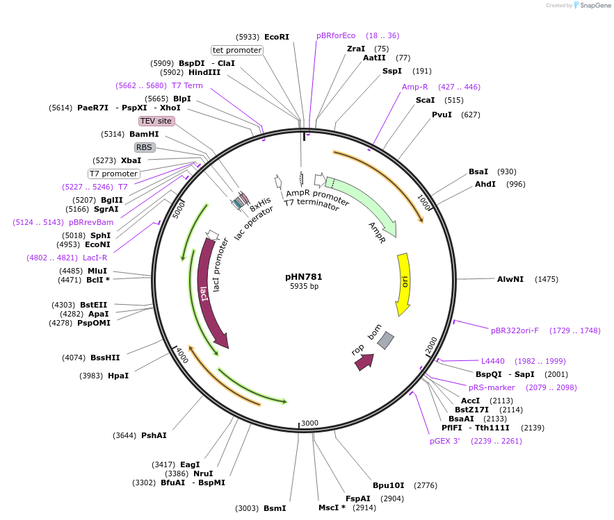 178828-plasmid-map-sequence-id-351929