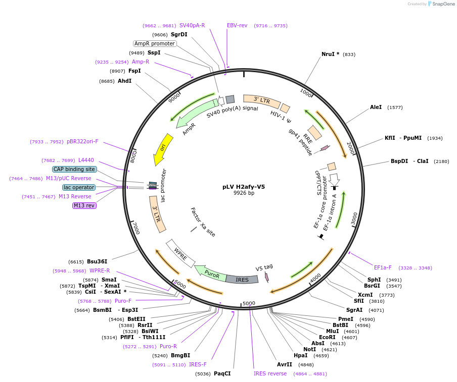175122-plasmid-map-sequence-id-351930