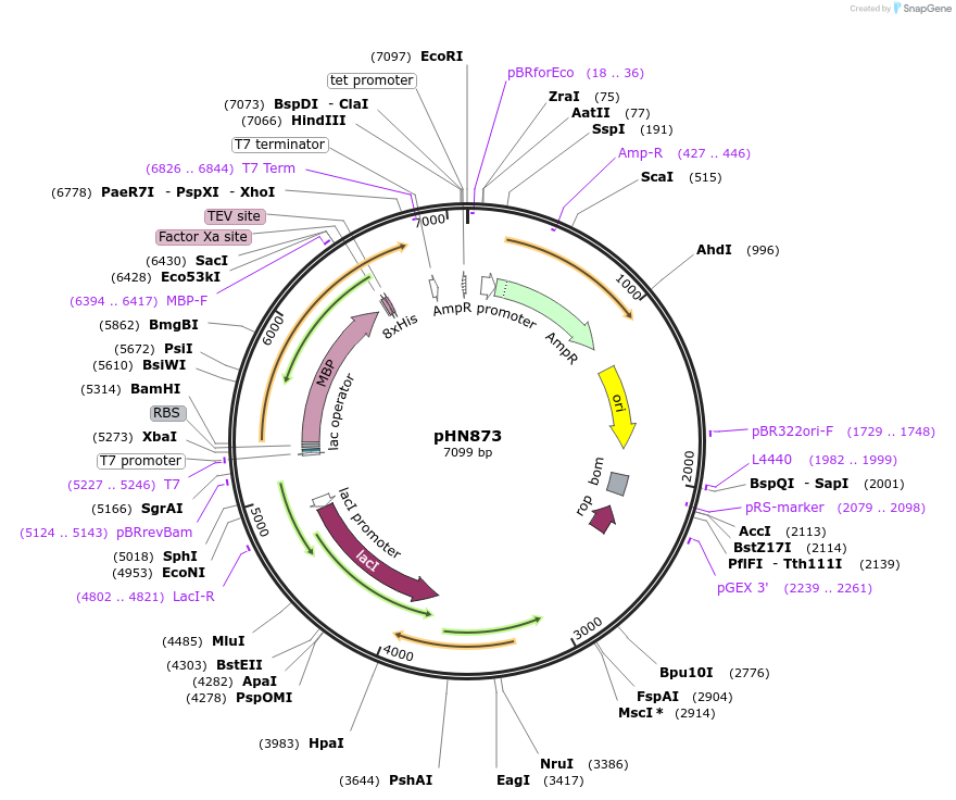 178829-plasmid-map-sequence-id-351932