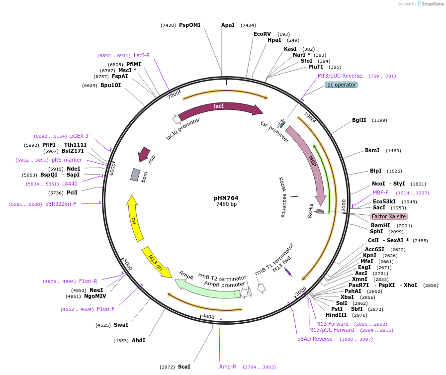 178819-plasmid-map-sequence-id-351934