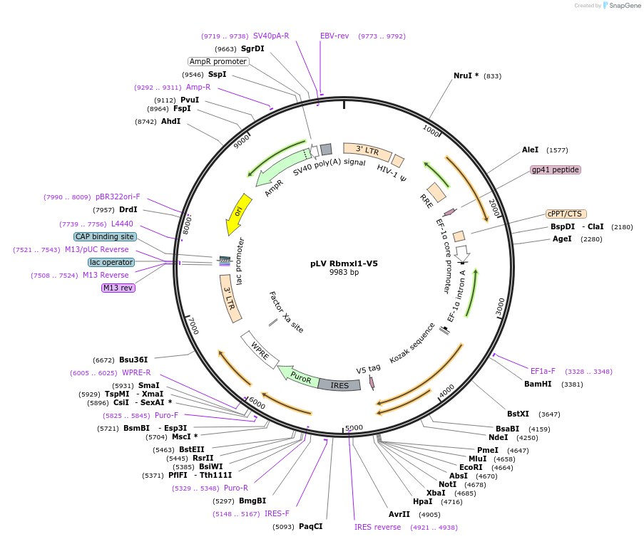 175124-plasmid-map-sequence-id-351936