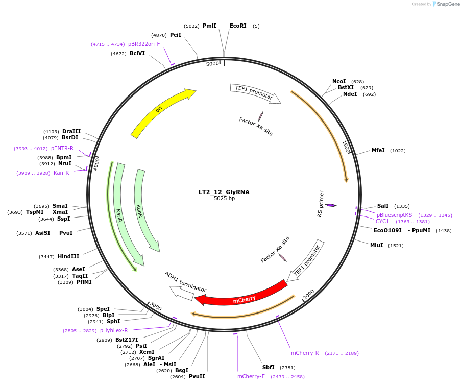 177710-plasmid-map-sequence-id-351964