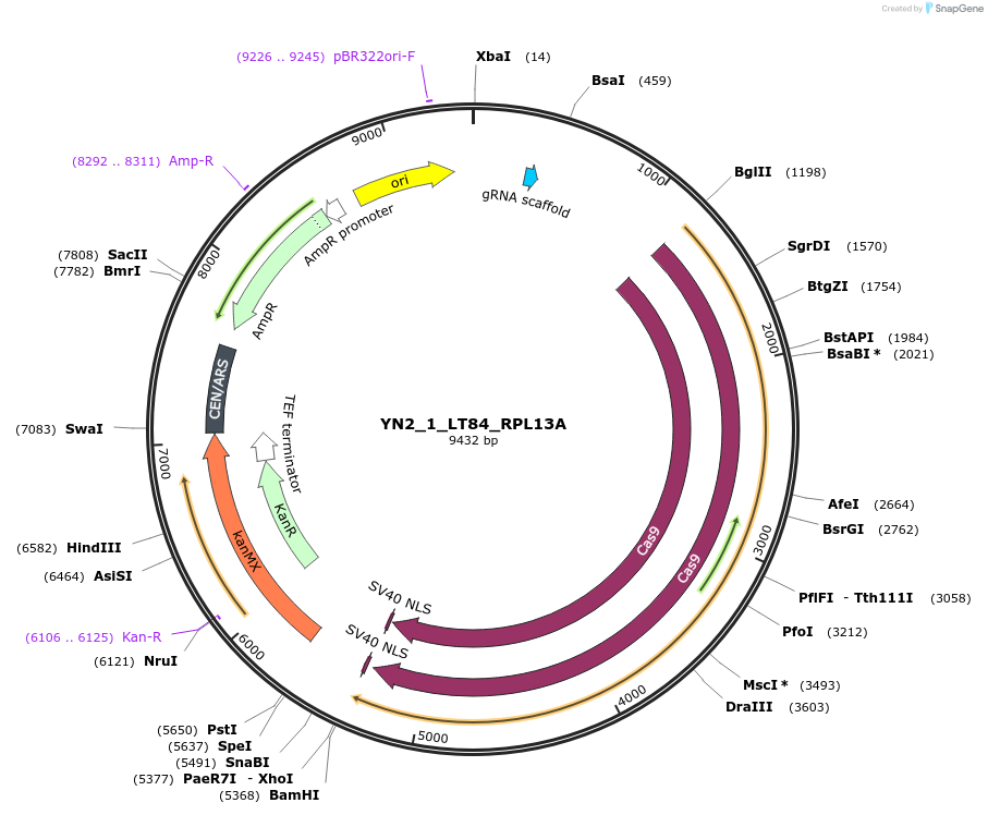 177712-plasmid-map-sequence-id-351965