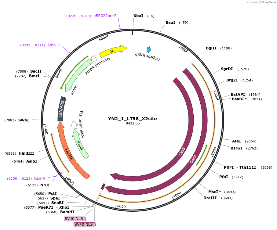 177705-plasmid-map-sequence-id-351966