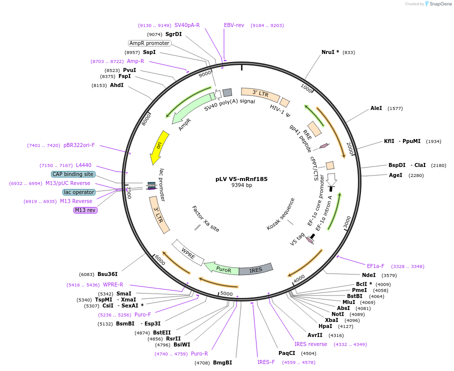 175126-plasmid-map-sequence-id-351970