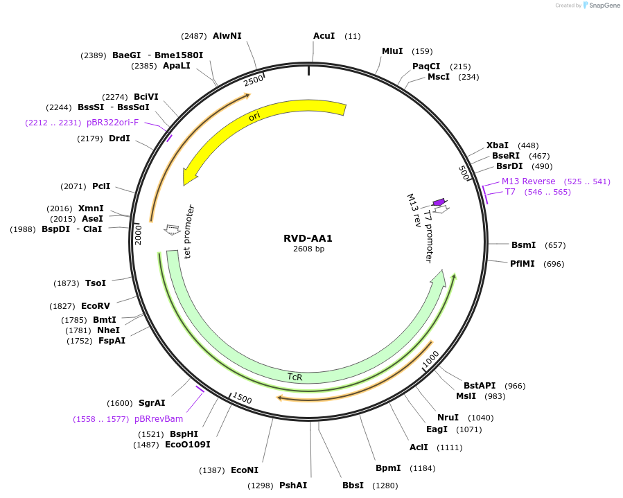 173236-plasmid-map-sequence-id-351977