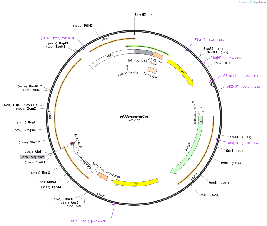 178515-plasmid-map-sequence-id-351984