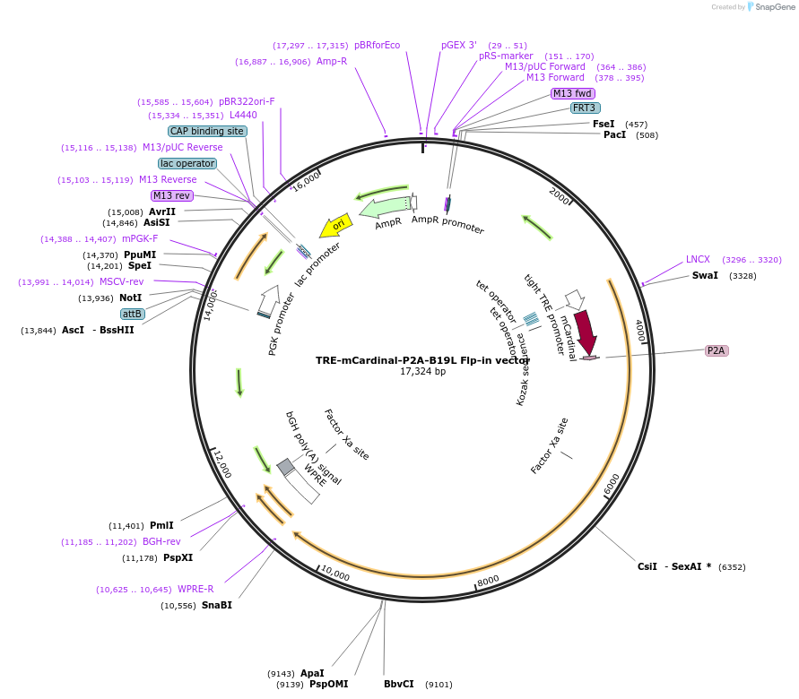 178519-plasmid-map-sequence-id-351985