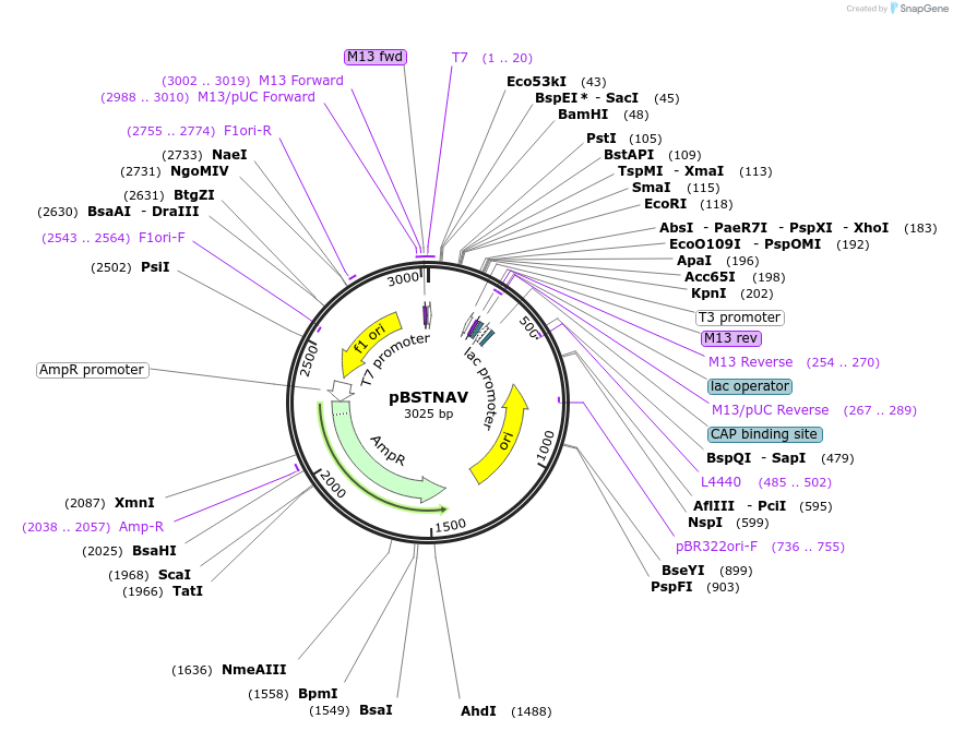 45801-plasmid-map-sequence-id-351986