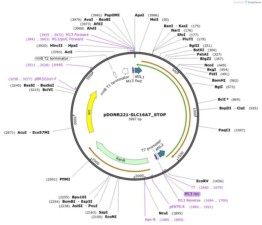 161113-plasmid-map-sequence-id-352007