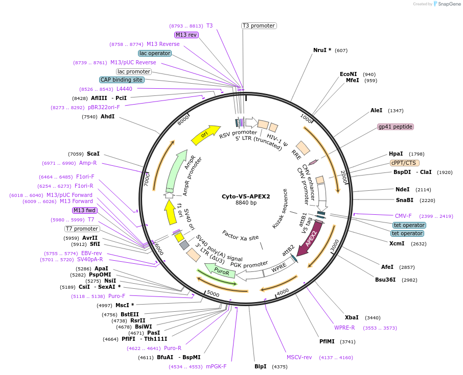 170572-plasmid-map-sequence-id-352016