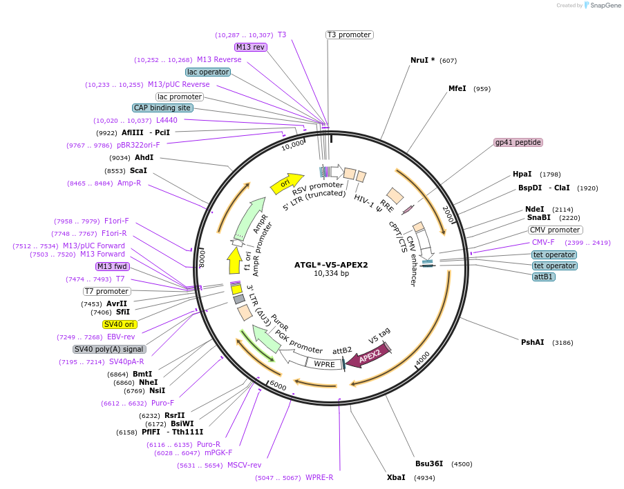 170574-plasmid-map-sequence-id-352018