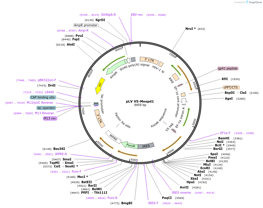 175132-plasmid-map-sequence-id-352019