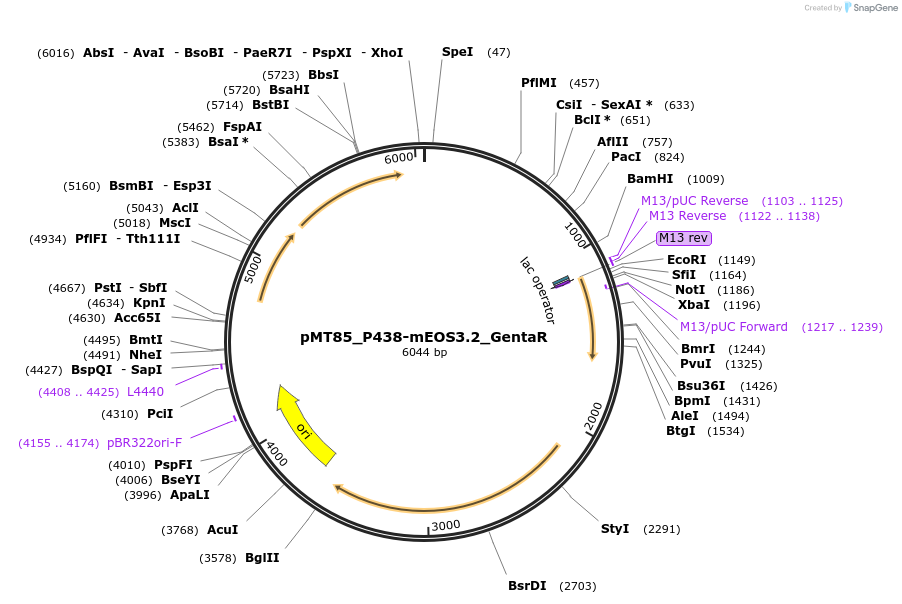 173894-plasmid-map-sequence-id-352024