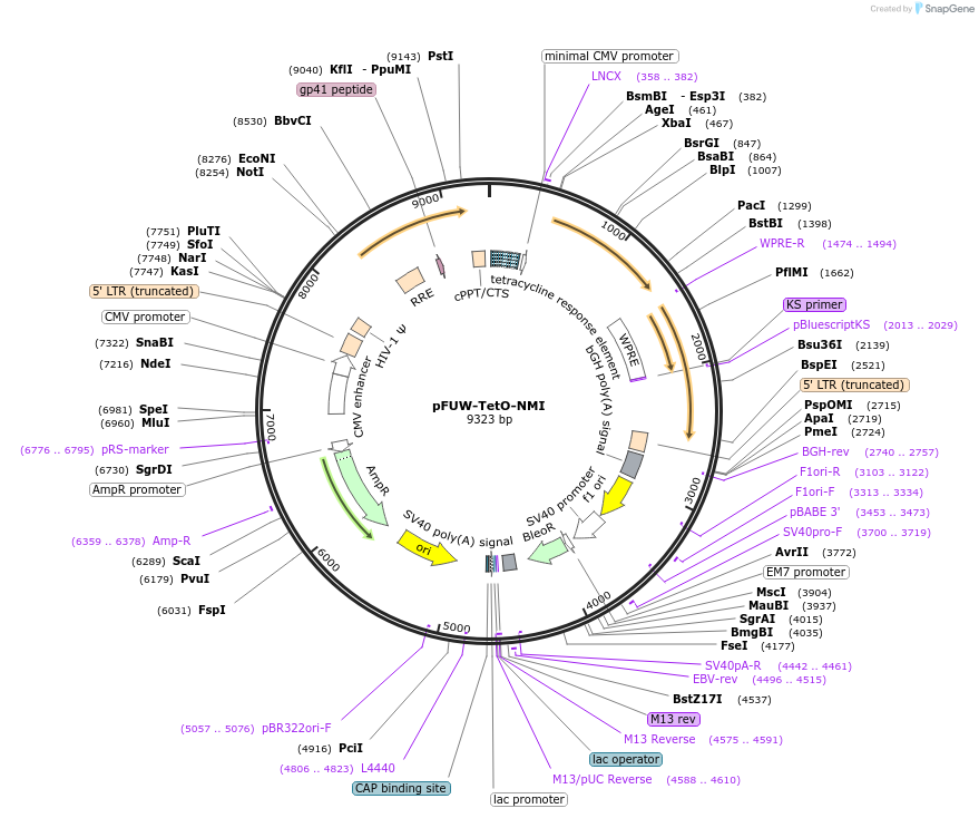 178446-plasmid-map-sequence-id-352057