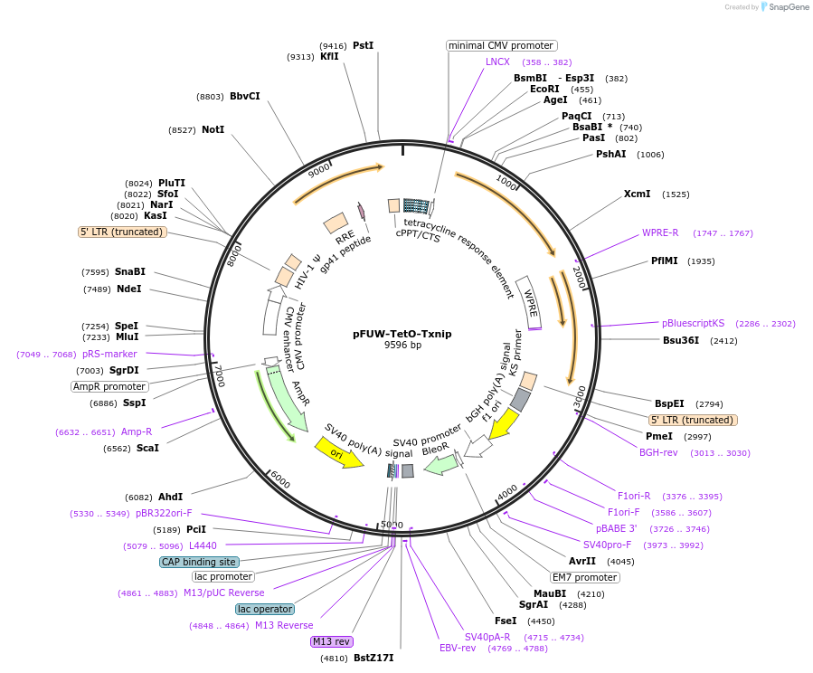 178437-plasmid-map-sequence-id-352059