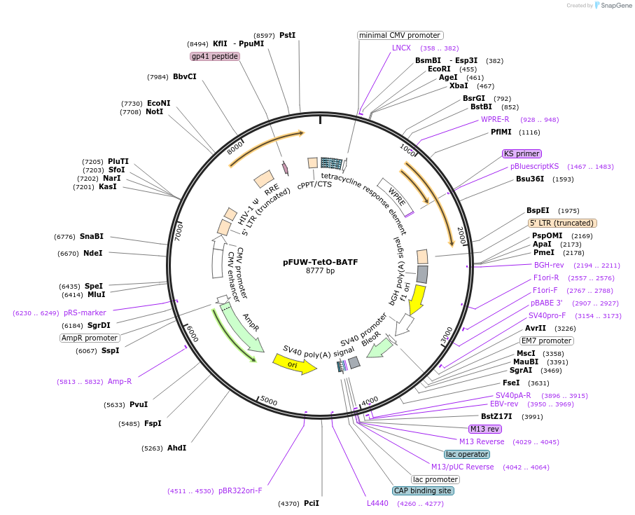 178451-plasmid-map-sequence-id-352062