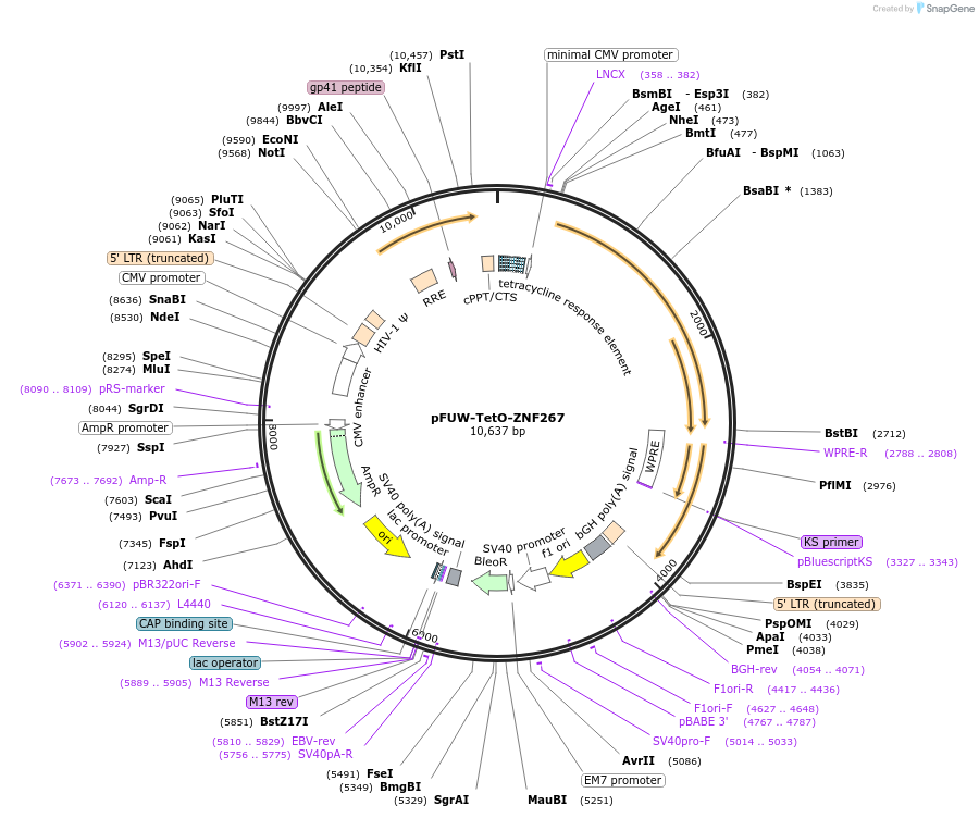 178452-plasmid-map-sequence-id-352065