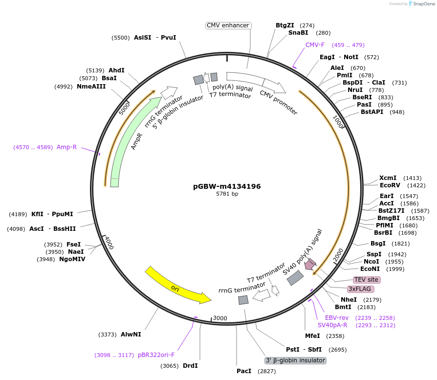 152506-plasmid-map-sequence-id-352067